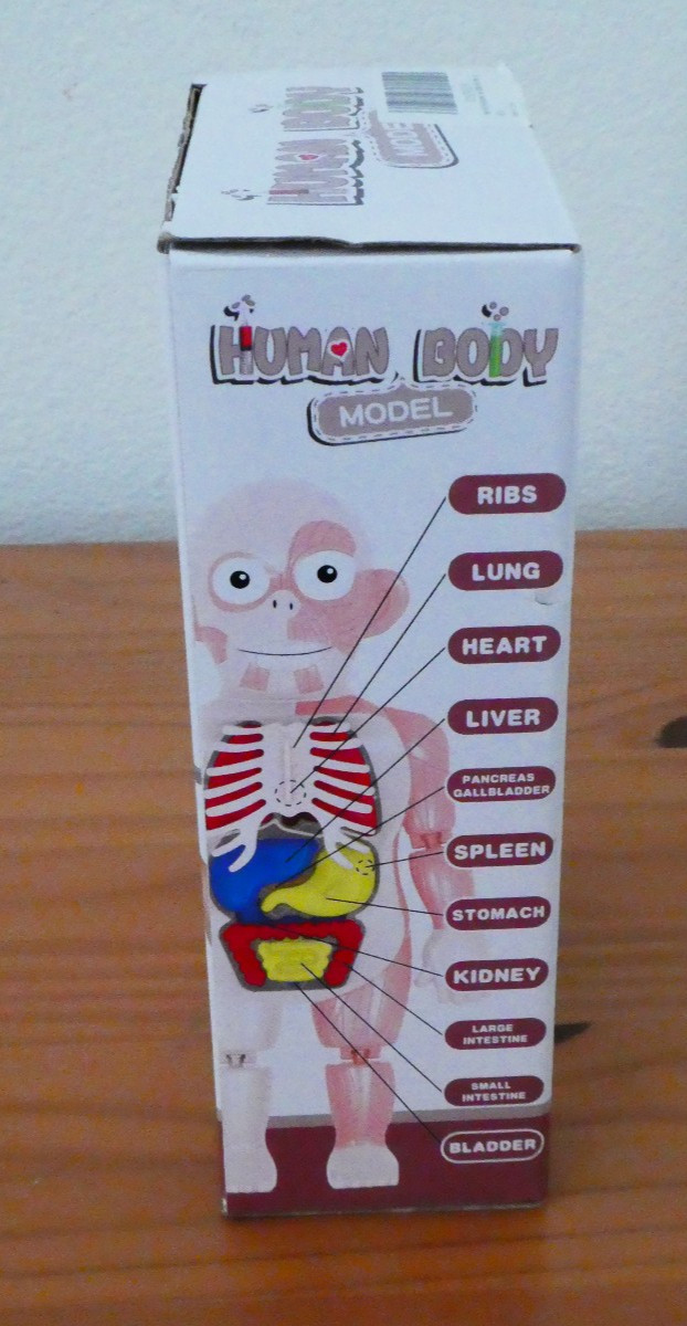 3D Human Body Organ Structure Anatomy Scientific Model Kit Education Toy for Kid