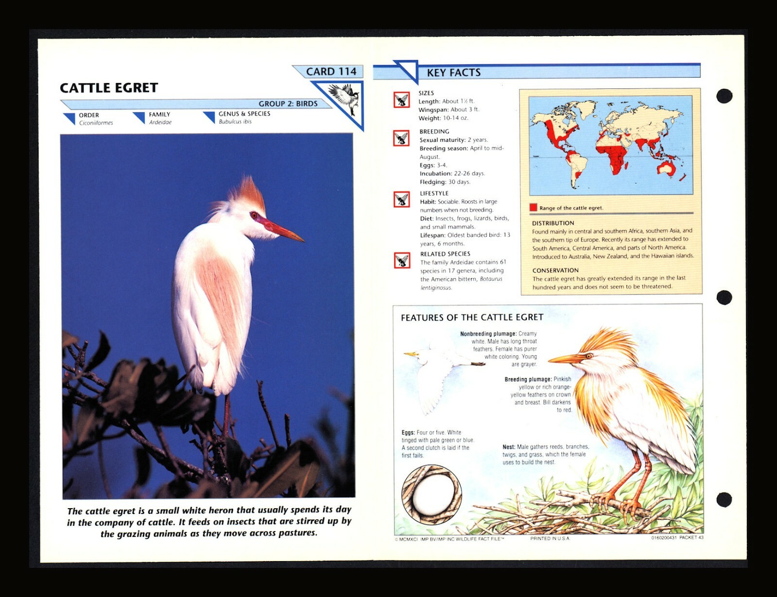 Cattle Egret Wild Life Fact File Bird Animal Card Home School Study 2.114