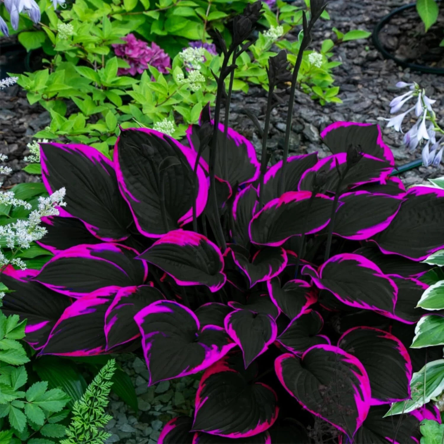 Black Pink Hosta Seeds for Planting Grow Easily Hosta Plant Seeds Low Maintenanc
