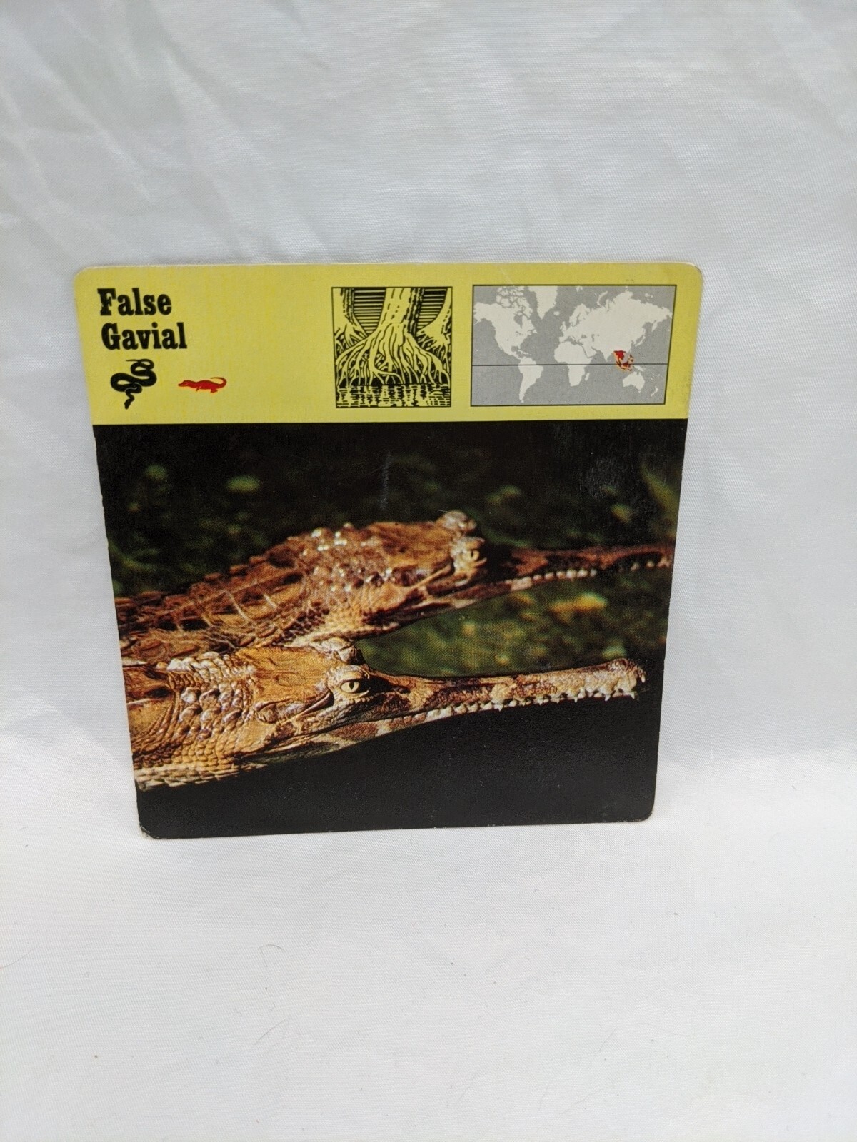 Lot Of (26) 1975 Rencontre Reptiles Education Cards