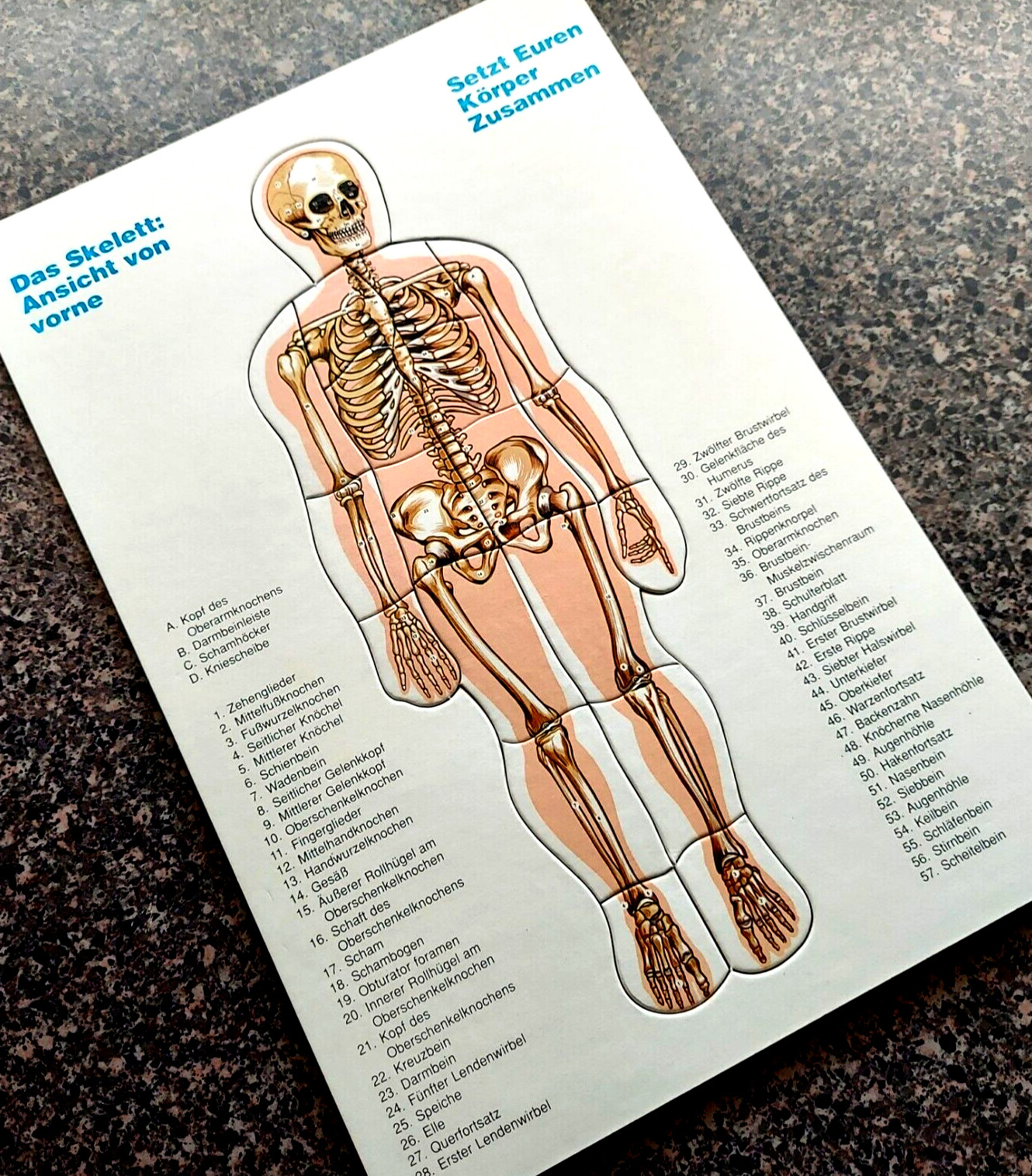 Vtg Human Body Anatomy Jigsaw Puzzles Systems Identification German Auf Deutsch