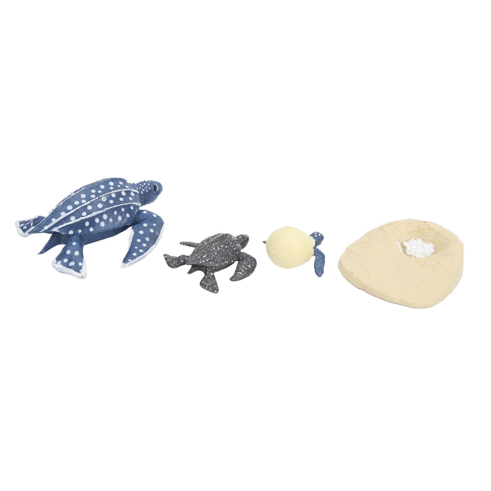 The Simulation Animal Model Sea Life Animals Life Cycle Cognitive Model