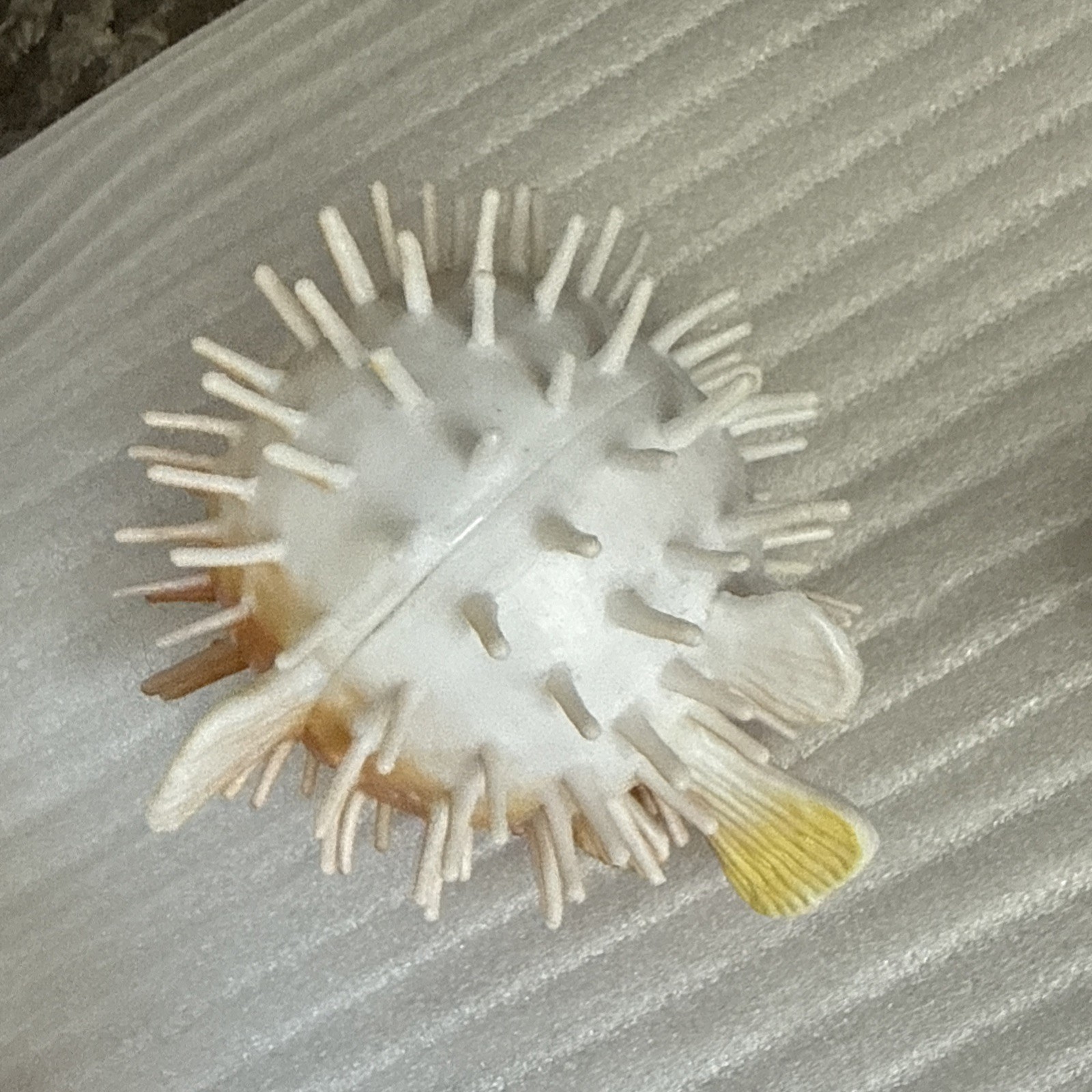 Boley PUFFER FISH Nature World Sea Creatures Make Offer See Other Listings