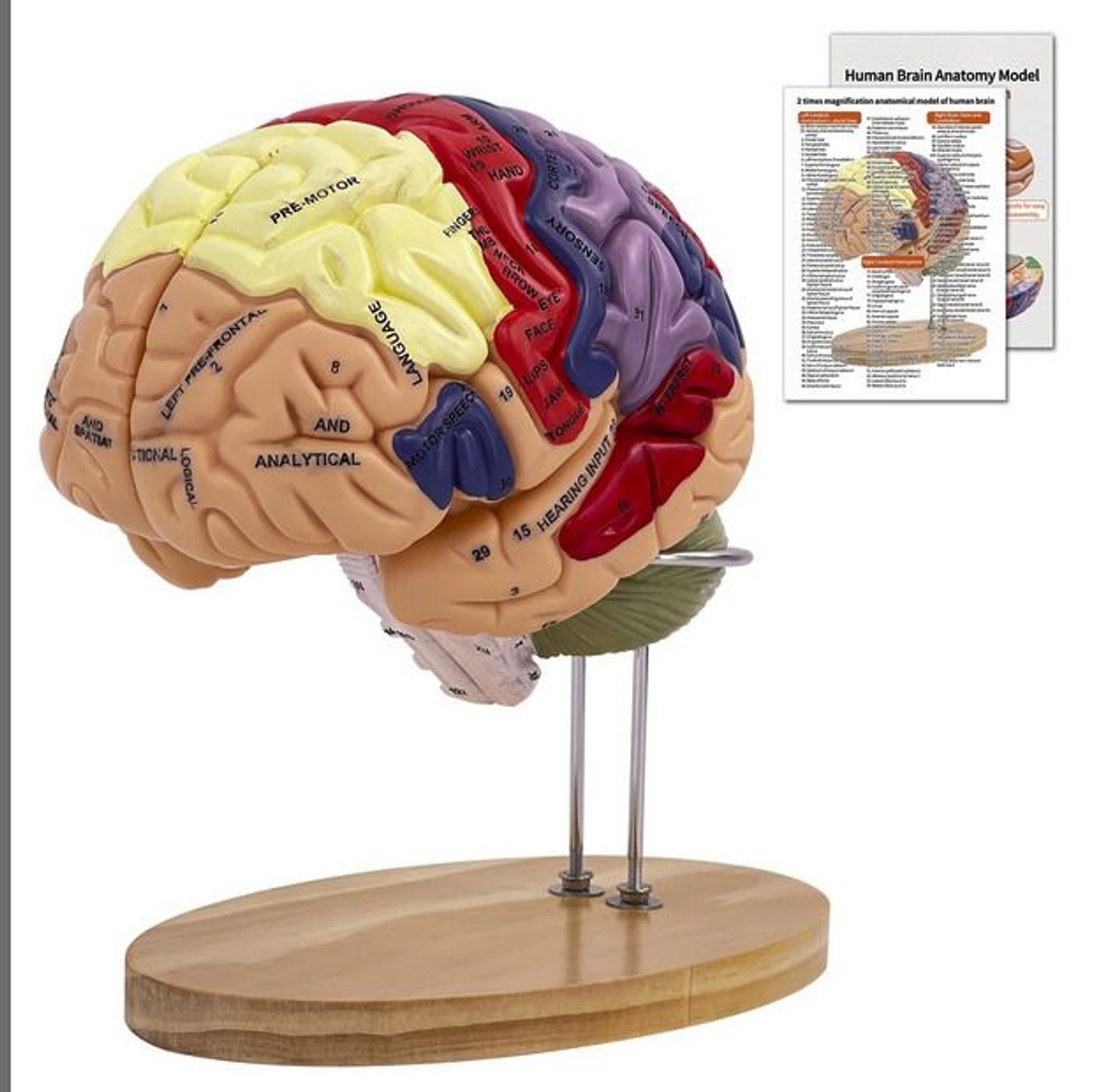 Human Brain Model Brain Anatomy with Stand