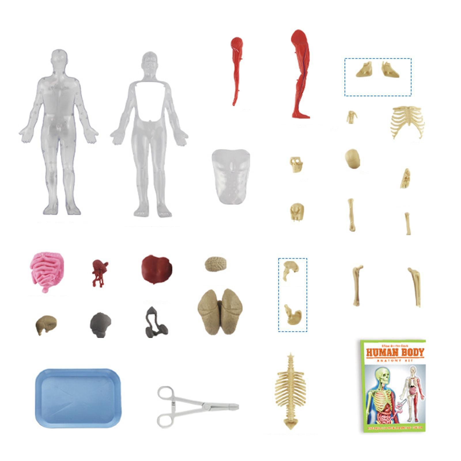 Human Body Kits Toy Teaching Material for Teacher Supplies Home Teaching Aid