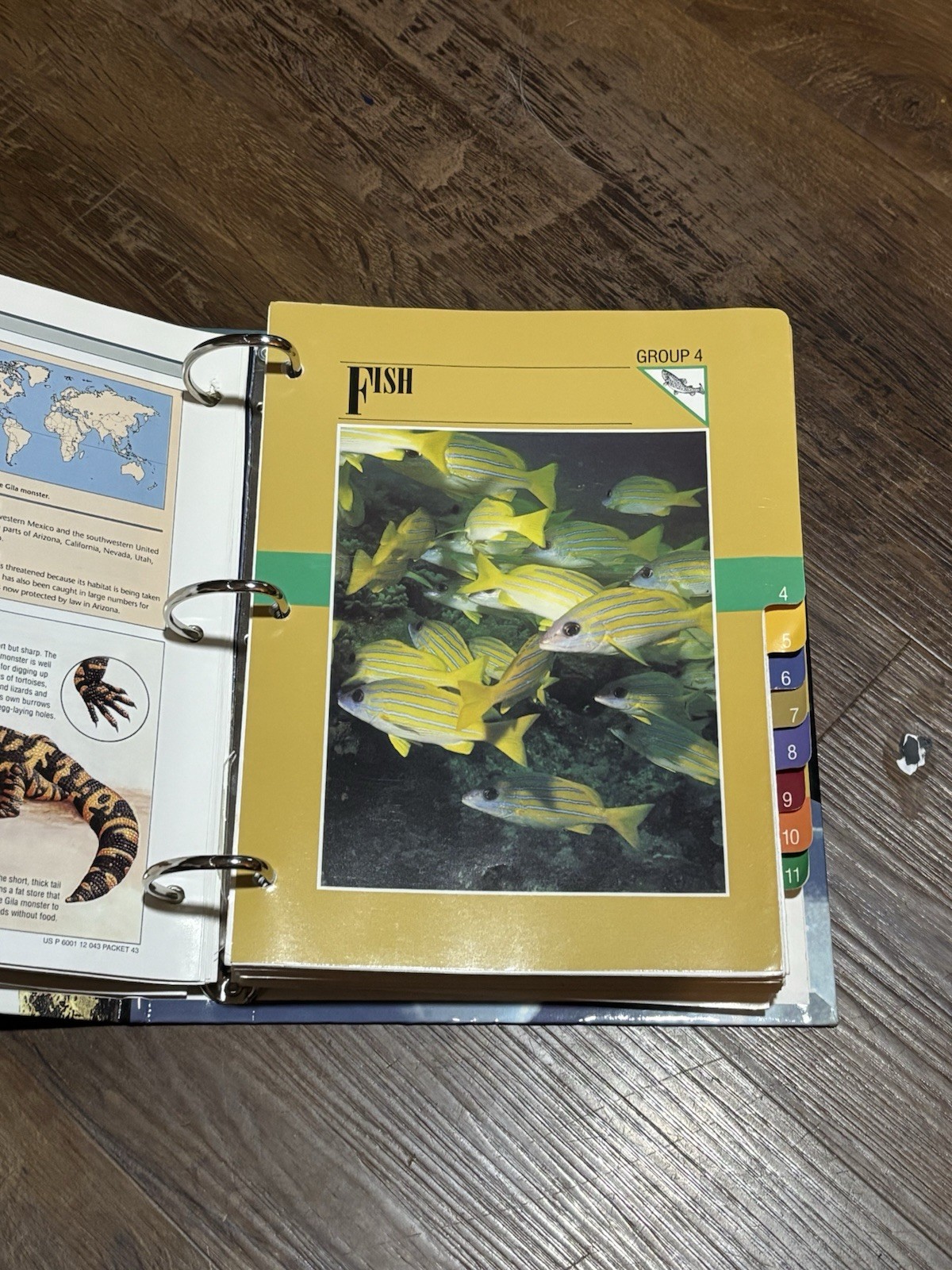 Wild Life Fact File Binders 1-11 Groups Home School Animal Identification
