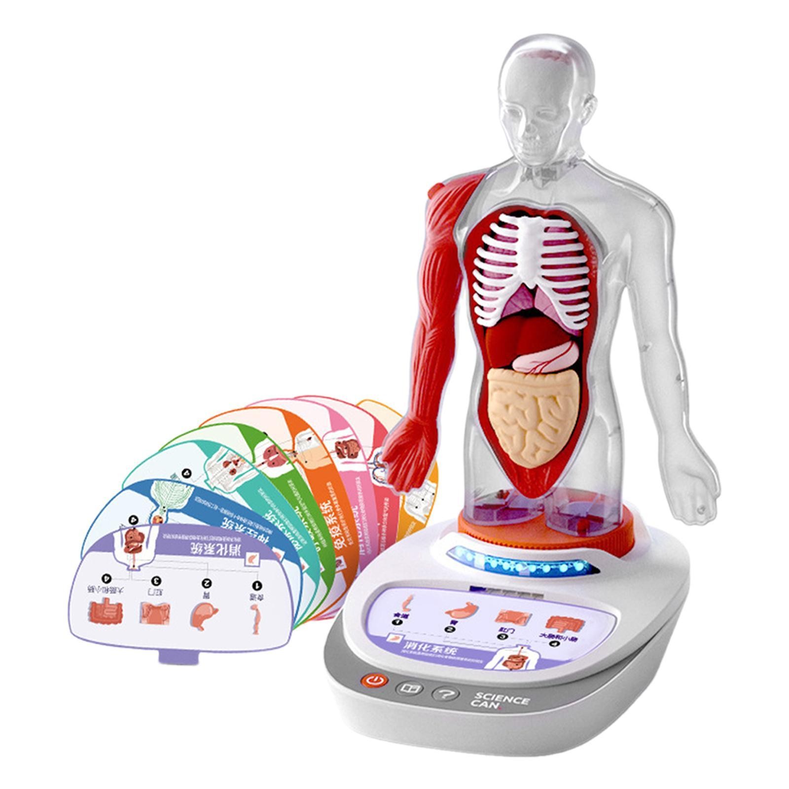 Human Body Model for Kids Model Science Learning Toy Early Education Teaching