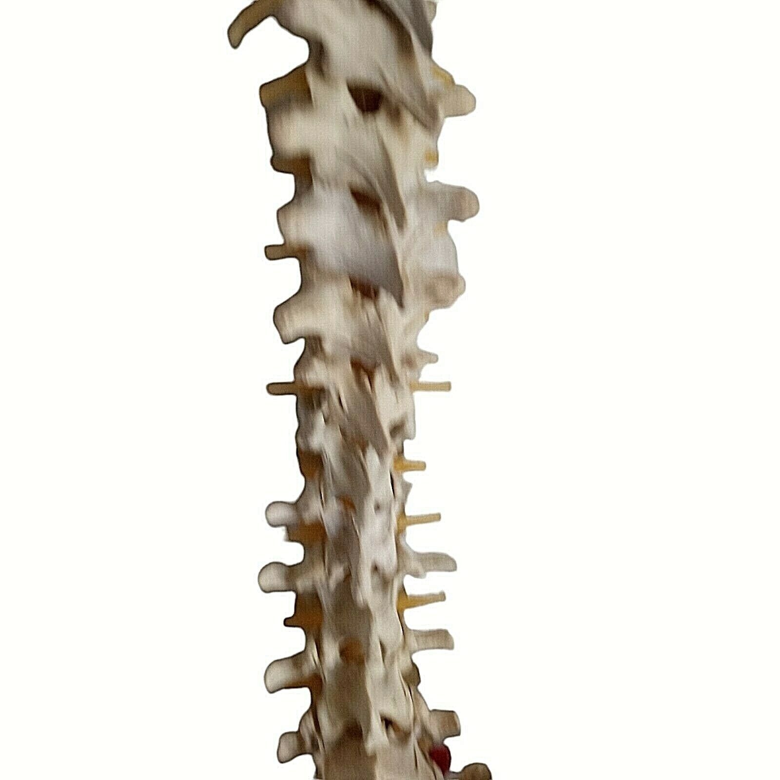 Human Skeleton Spine Life Size Vertebra Column Pelvis Halloween Prop Teaching
