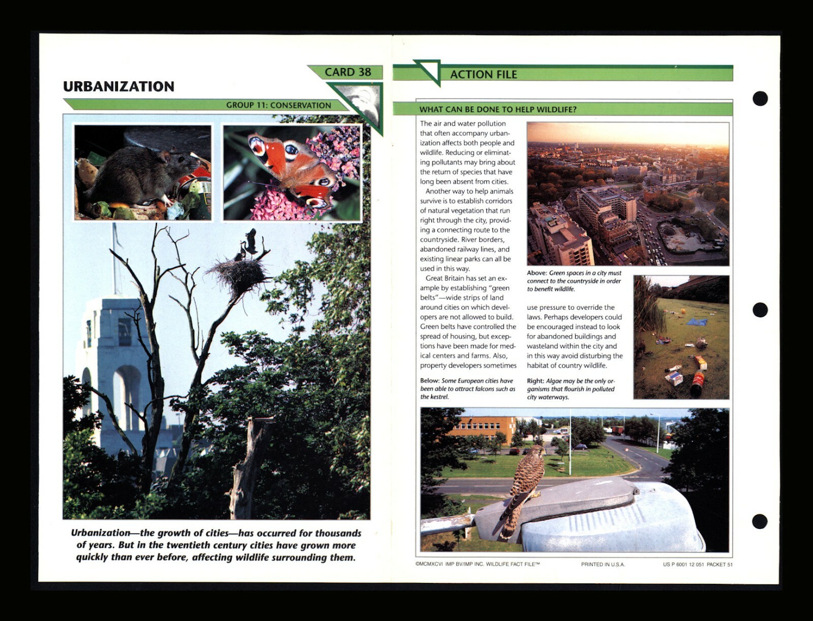 Urbanization Wildlife Fact File Card Conservation Home School 11.38