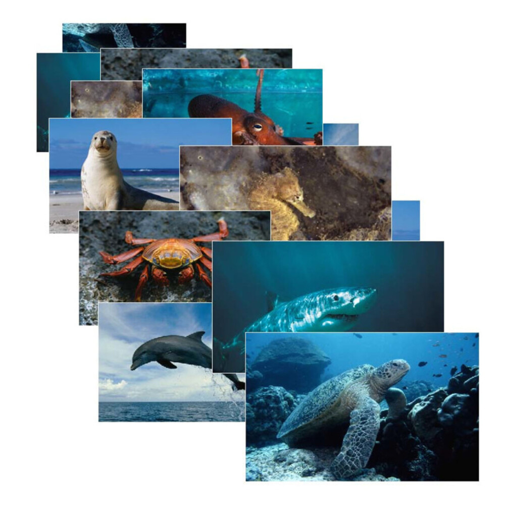 STAGES LEARNING MATERIALS SLM157 Sea Life Poster Set Of 14