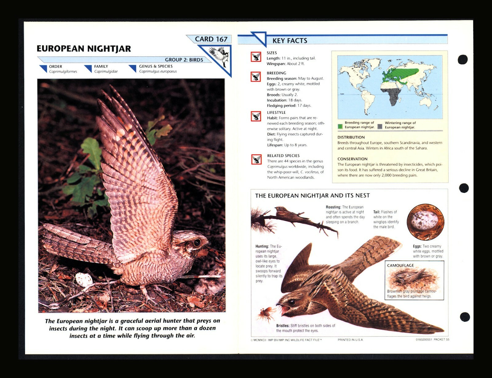 European Nightjar Wild Life Fact File Bird Animal Card Home School Study 2.167