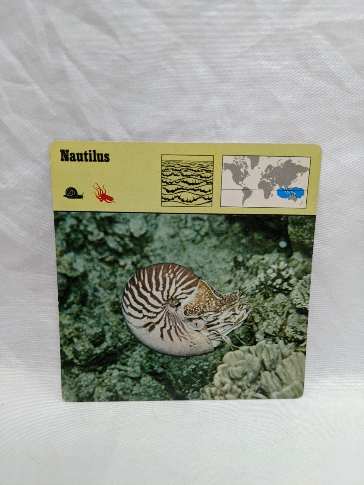Lot Of (11) 1975 Rencontre Molluscs Education Cards