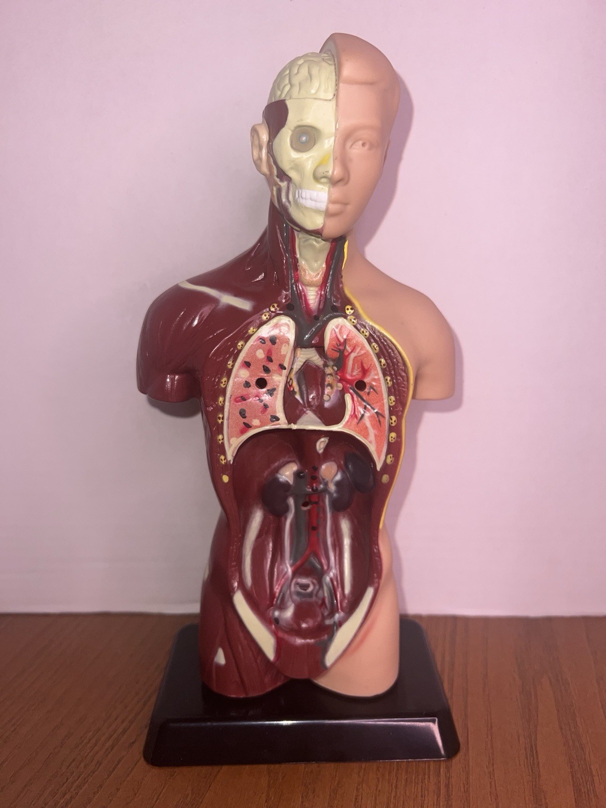Lakeshore Human Body Take Apart Model Student Science Knowledge 10.5″ Facts Game