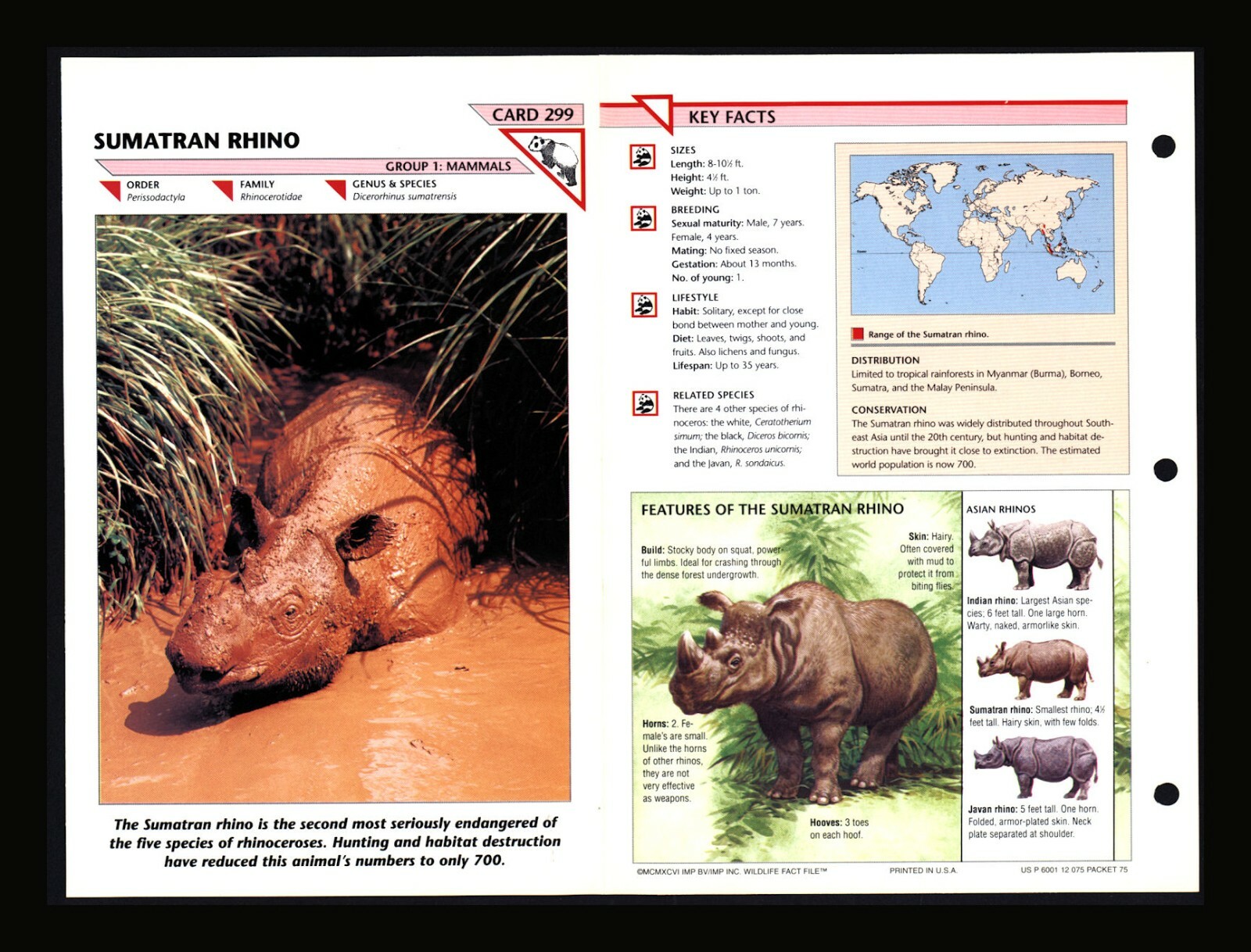 Sumatran Rhino Wildlife Fact File Mammal Animal Card Home School Study 1.299