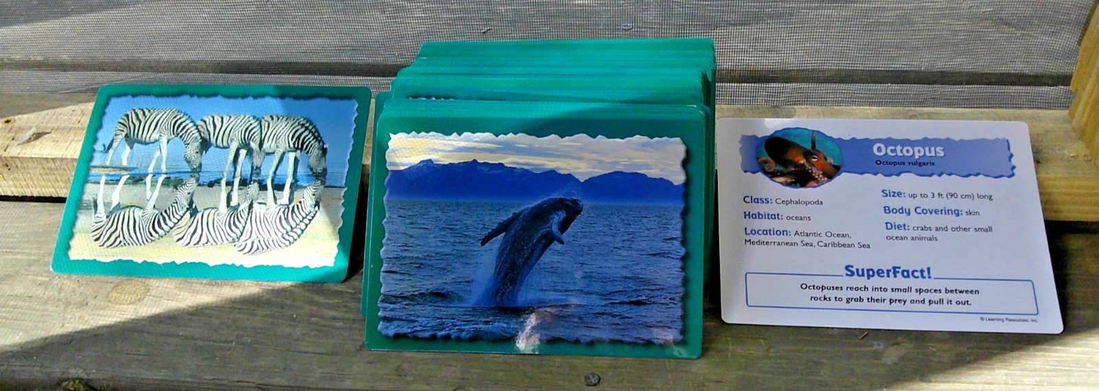 99 Learning Resourced Animal Classifying Cards ~ Desert ~ Forest ~ Ocean ~ 7″x5″