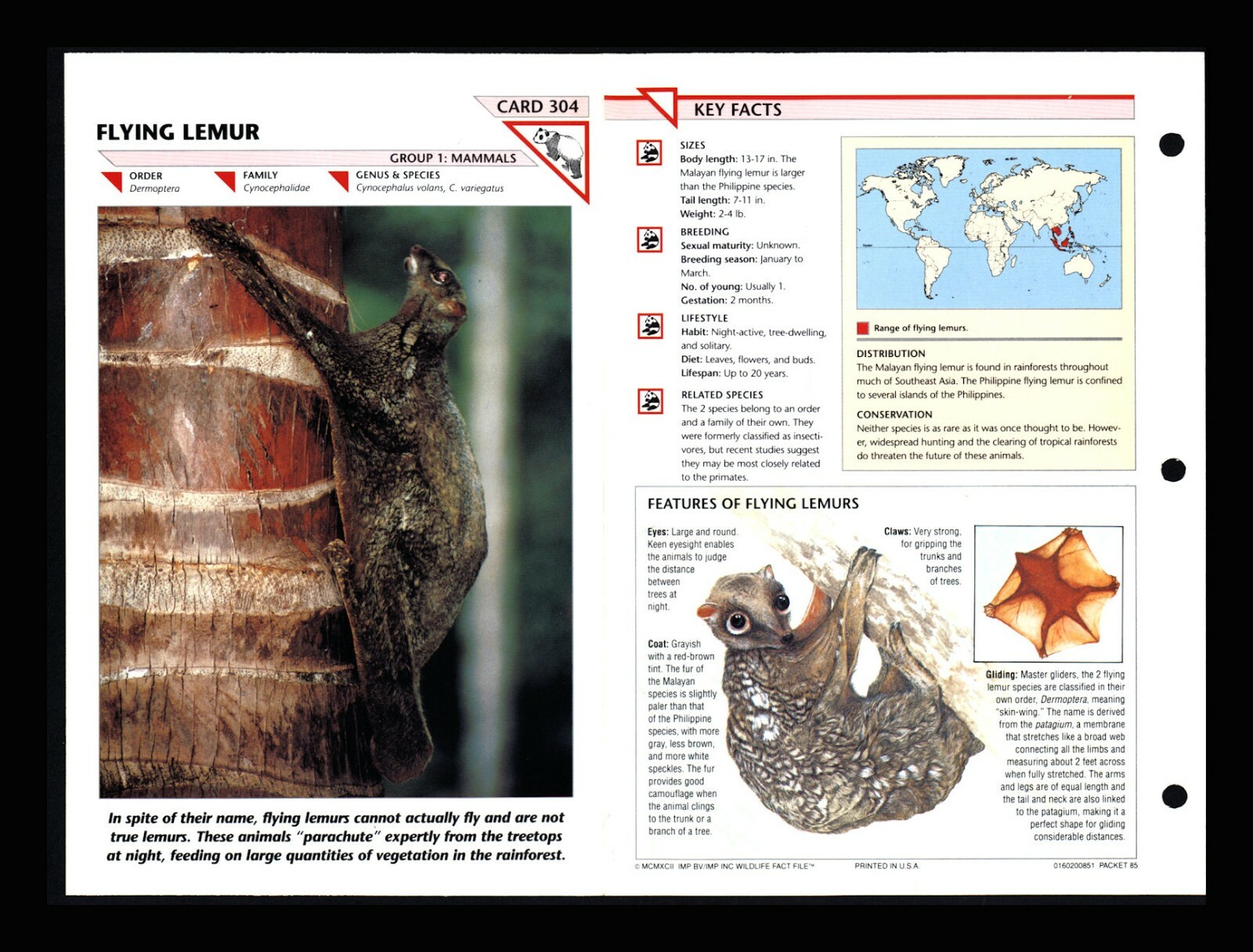 Flying Lemur Wildlife Fact File Mammal Animal Card Home School Study 1.304