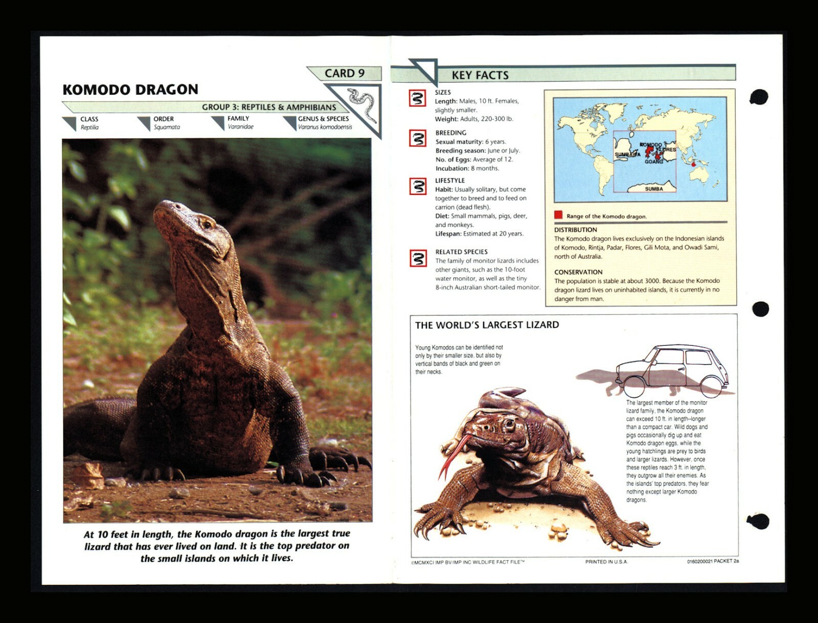 Komodo Dragon Wildlife Fact File Reptile Animal Card Home School Study 3.9