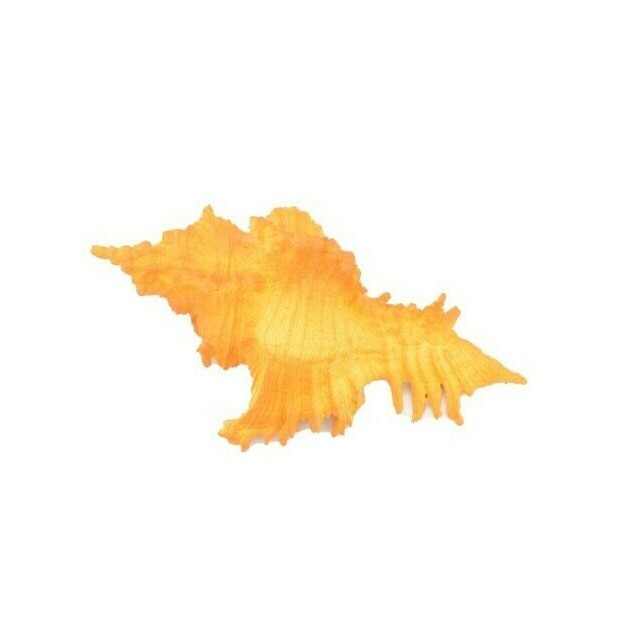 Murex Shell, Sea Snell, Pantone Color, Ocean, Sea Life, Toy, 2″ F4114 B96