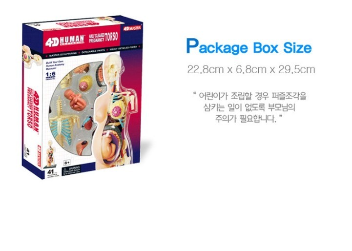 4D Master Human Antomy Half Cleared Pregnancy Torso Puzzle Anatomy Education