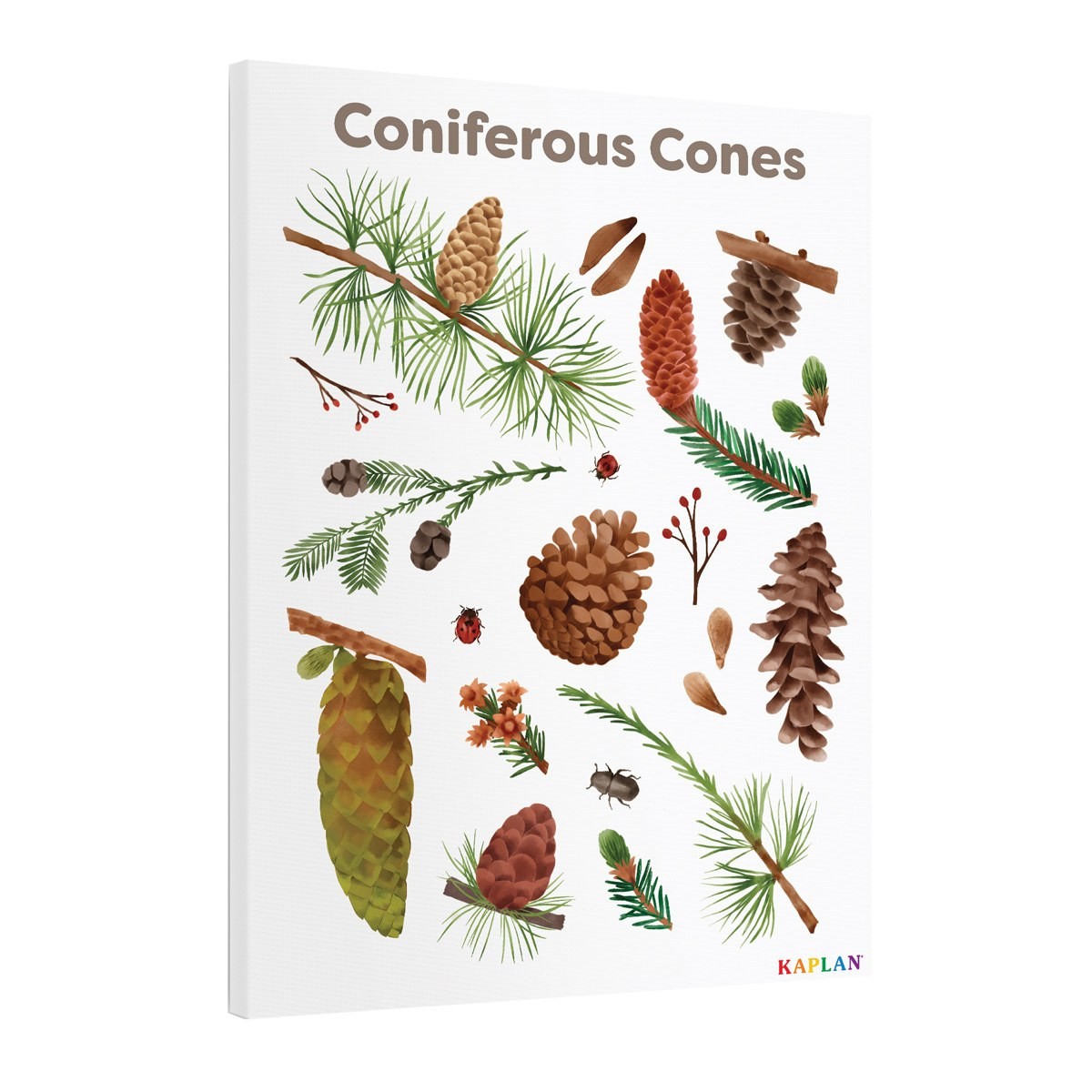 Kaplan Early Learning Coniferous Cones Giclee 18″ x 24″ Wall Print