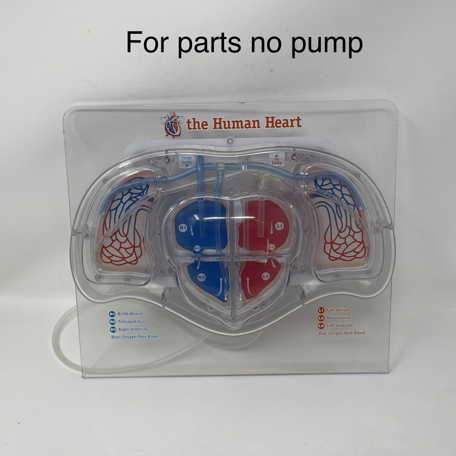 For Parts Learning Resources Teacher Education Biology Pumping Heart NO PUMP
