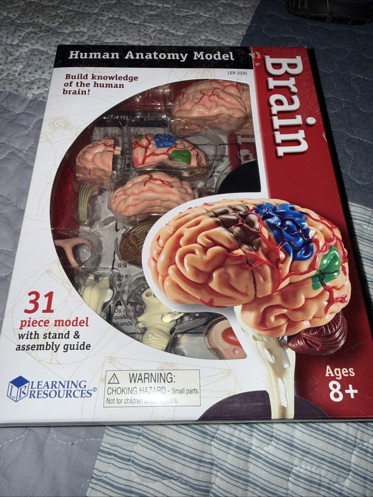 Learning Resources Anatomy Models Bundle Set Brain And Heart Kits