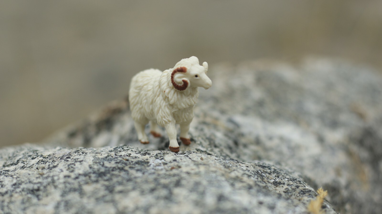 Sheep, Ram Domestic, White, Plastic Animal, Toy, Kids, Realistic Gift 1.75 F4152