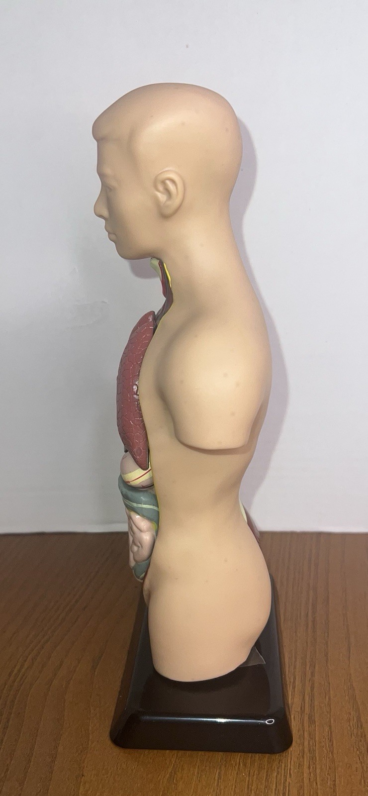 Lakeshore Human Body Take Apart Model Student Science Knowledge 10.5″ Facts Game