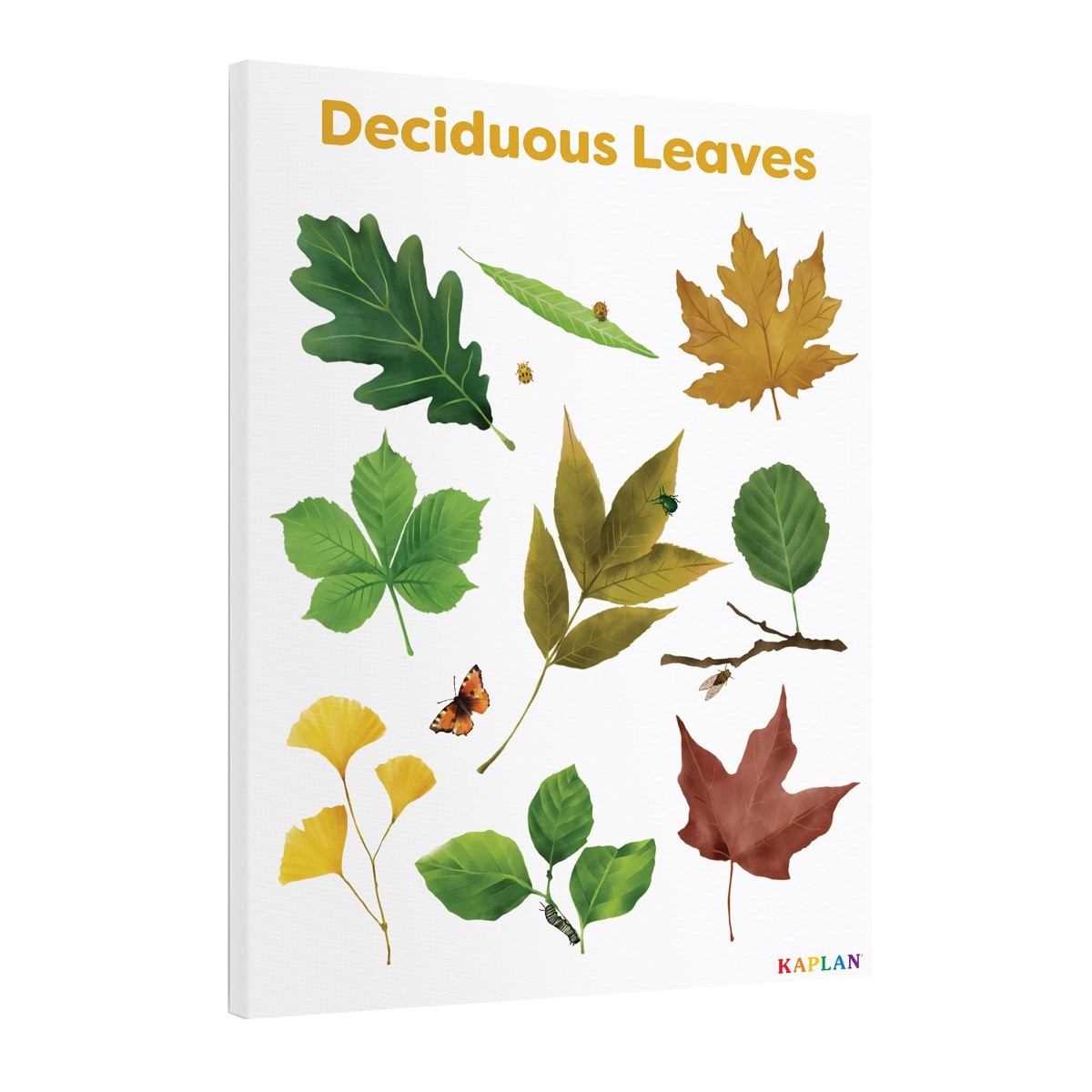 Kaplan Early Learning Deciduous Leaves Giclee 18″ x 24″ Wall Print