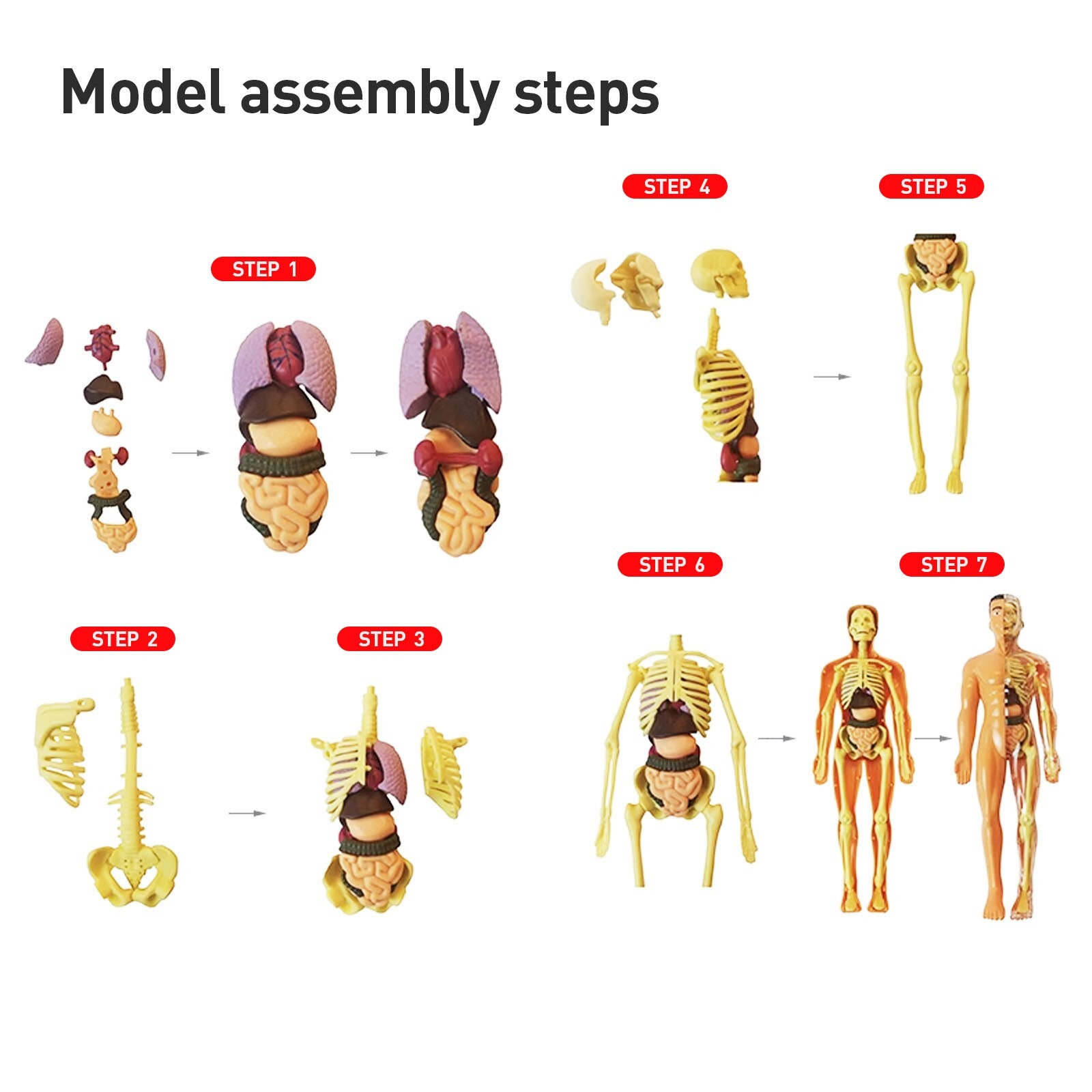 3D Human Body Anatomy Model DIY Skeleton Toy Removable Parts for Kid Aldult