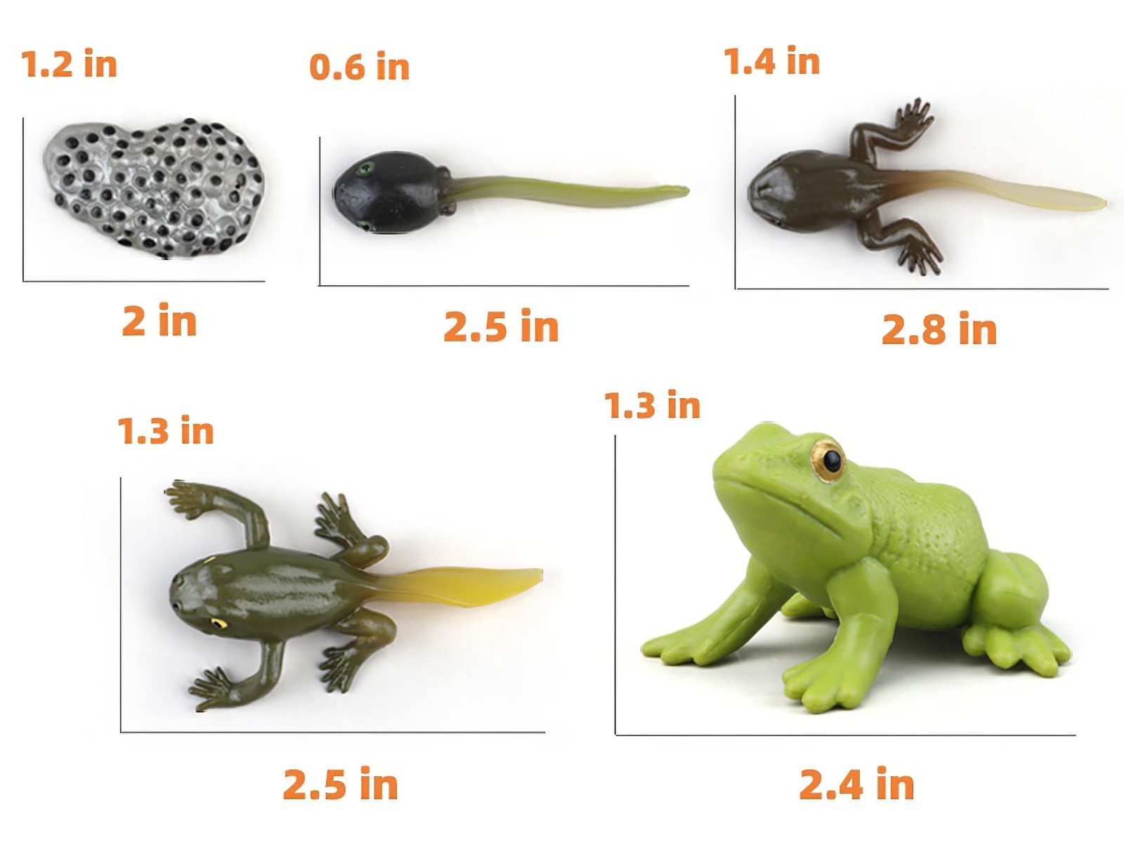 MIKNEKE Montessori Frog Life Cycle with Flash Cards, Plastic Insects Tadpole to