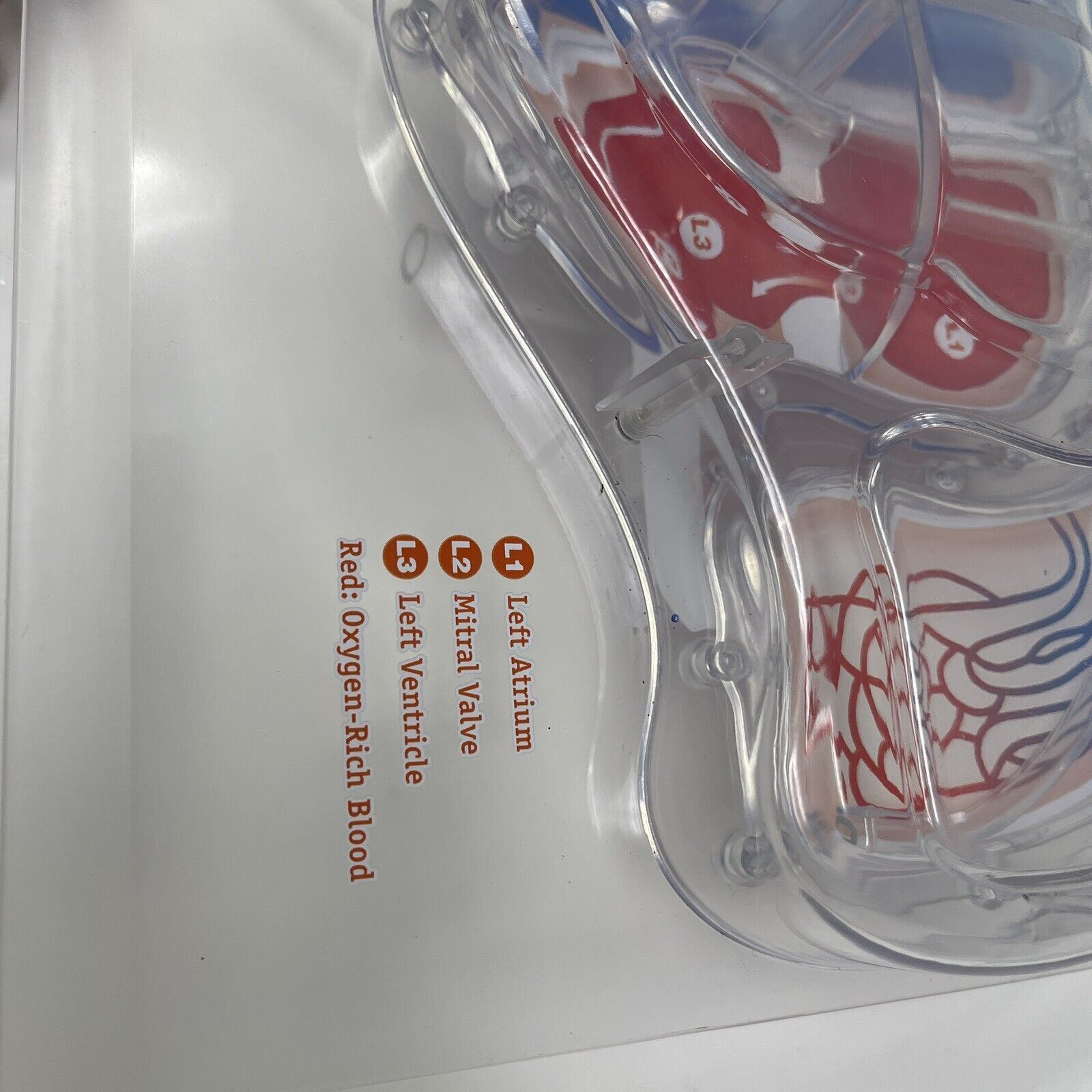 For Parts Learning Resources Teacher Education Biology Pumping Heart NO PUMP