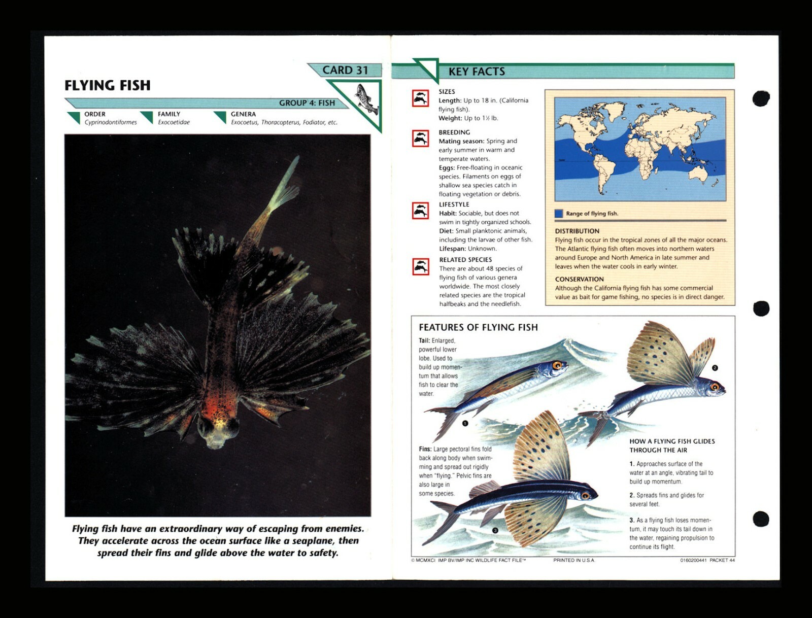 Flying Fish Wildlife Fact File Fish Animal Card Home School Study 4.31