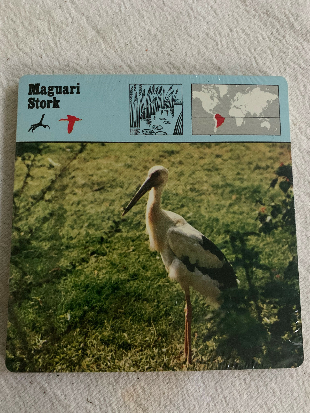 1976 Editions Rencontre S.A. Lausanne Animal Flash Cards Maguari Stork 24-Pack