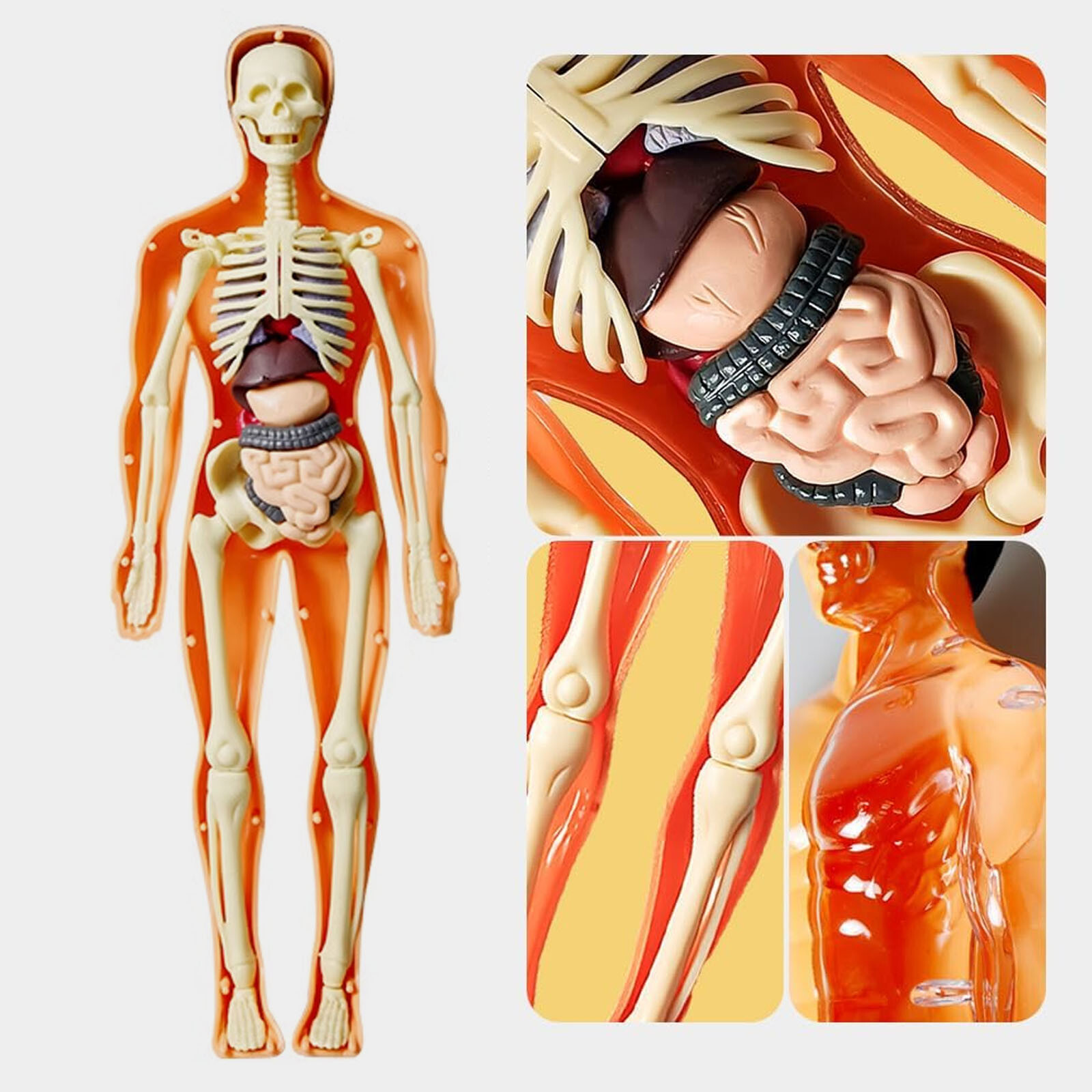 3D Human Body Anatomy Model DIY Skeleton Toys Educational Science Kit for Kid
