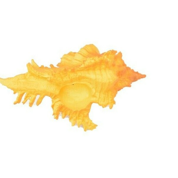 Murex Shell, Sea Snell, Pantone Color, Ocean, Sea Life, Toy, 2″ F4114 B96