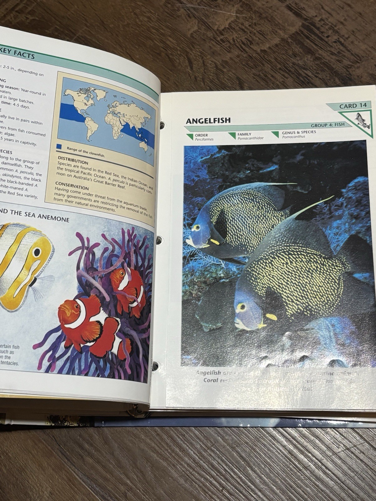 Wild Life Fact File Binders 1-11 Groups Home School Animal Identification
