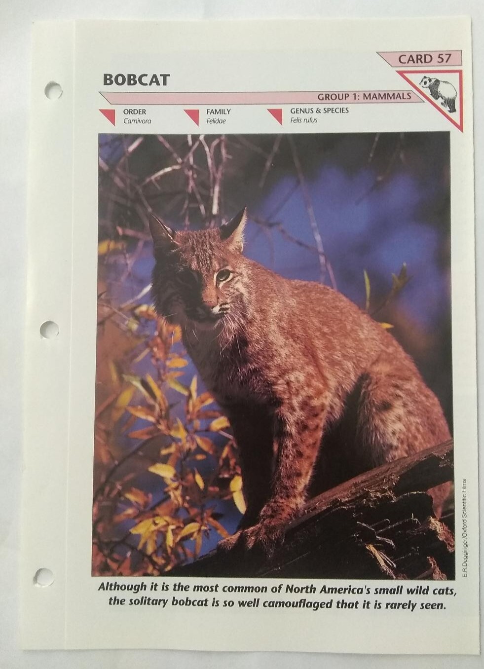Bobcat #57 Wild Life Fact File Fold Out Card Group 1 Mammals
