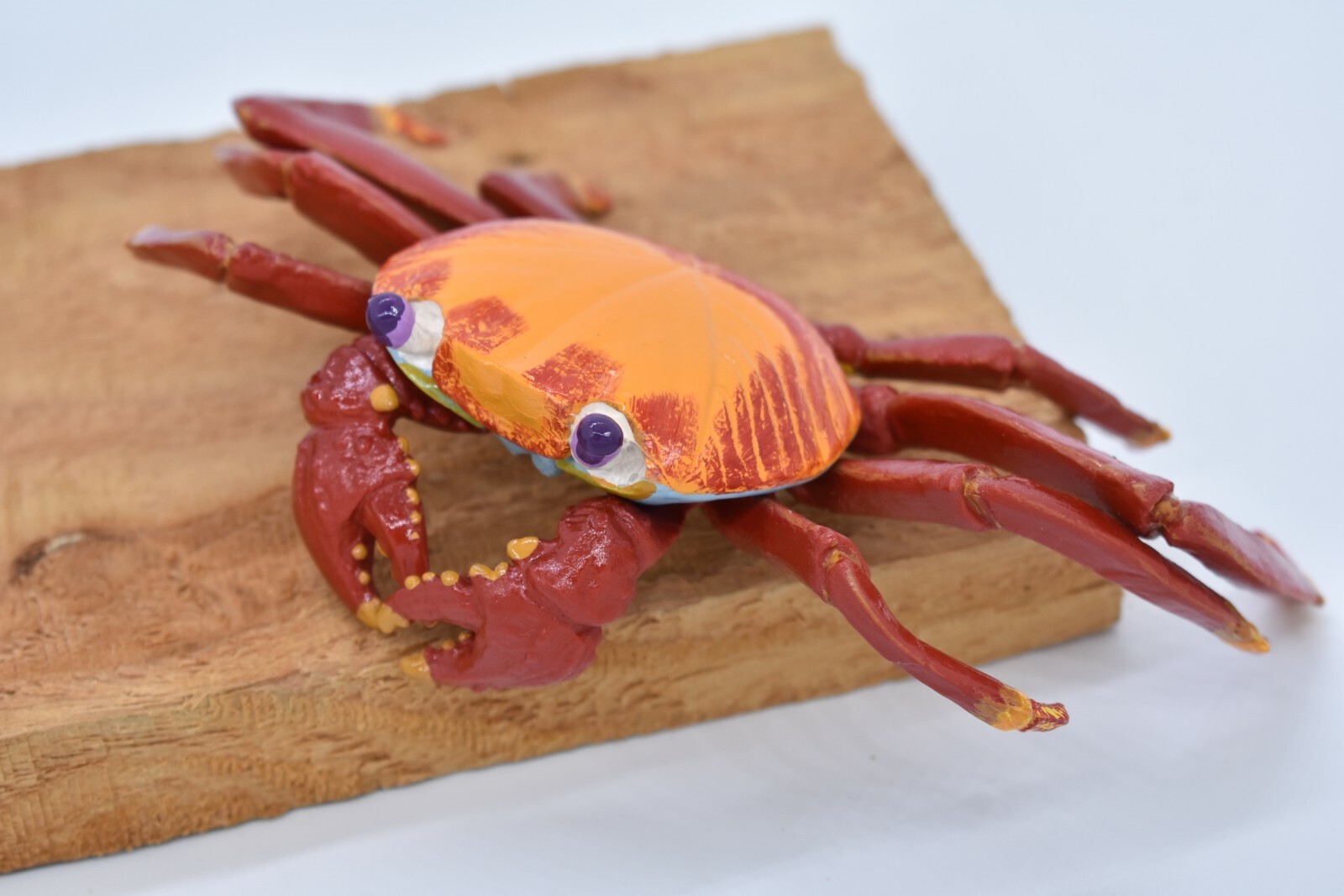 Crab Sally Lightfoot, Galapagos, Museum Quality Replica 7″ – F1769 B142