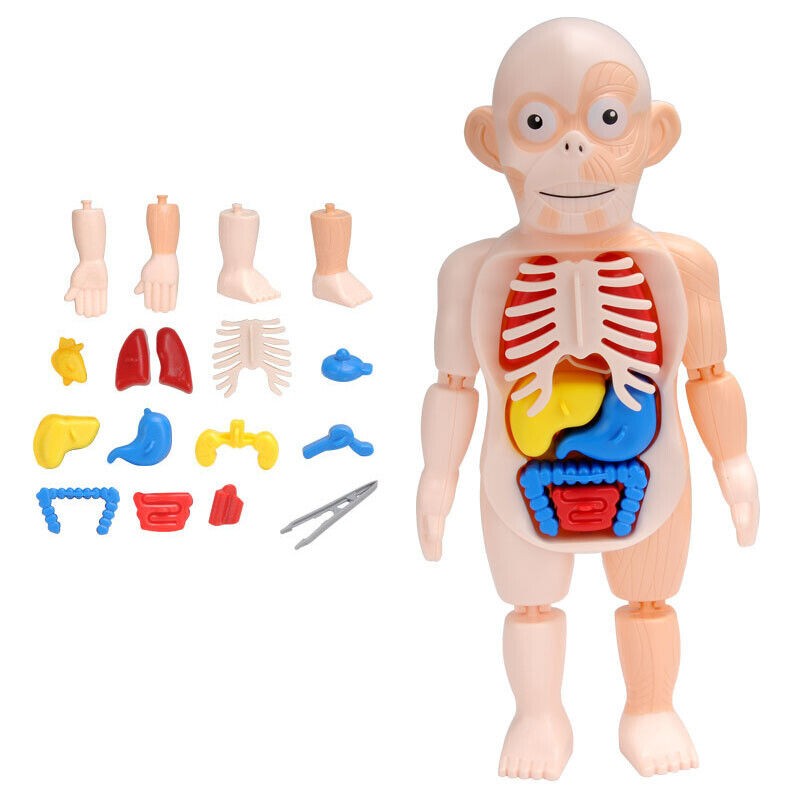 3d Puzzle Human Body Anatomy Educational Learning DIY Assembled Toy Gift