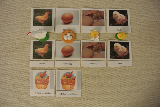 9 Sets of Montessori Life Cycle 5 Parts Cards with matching replicas