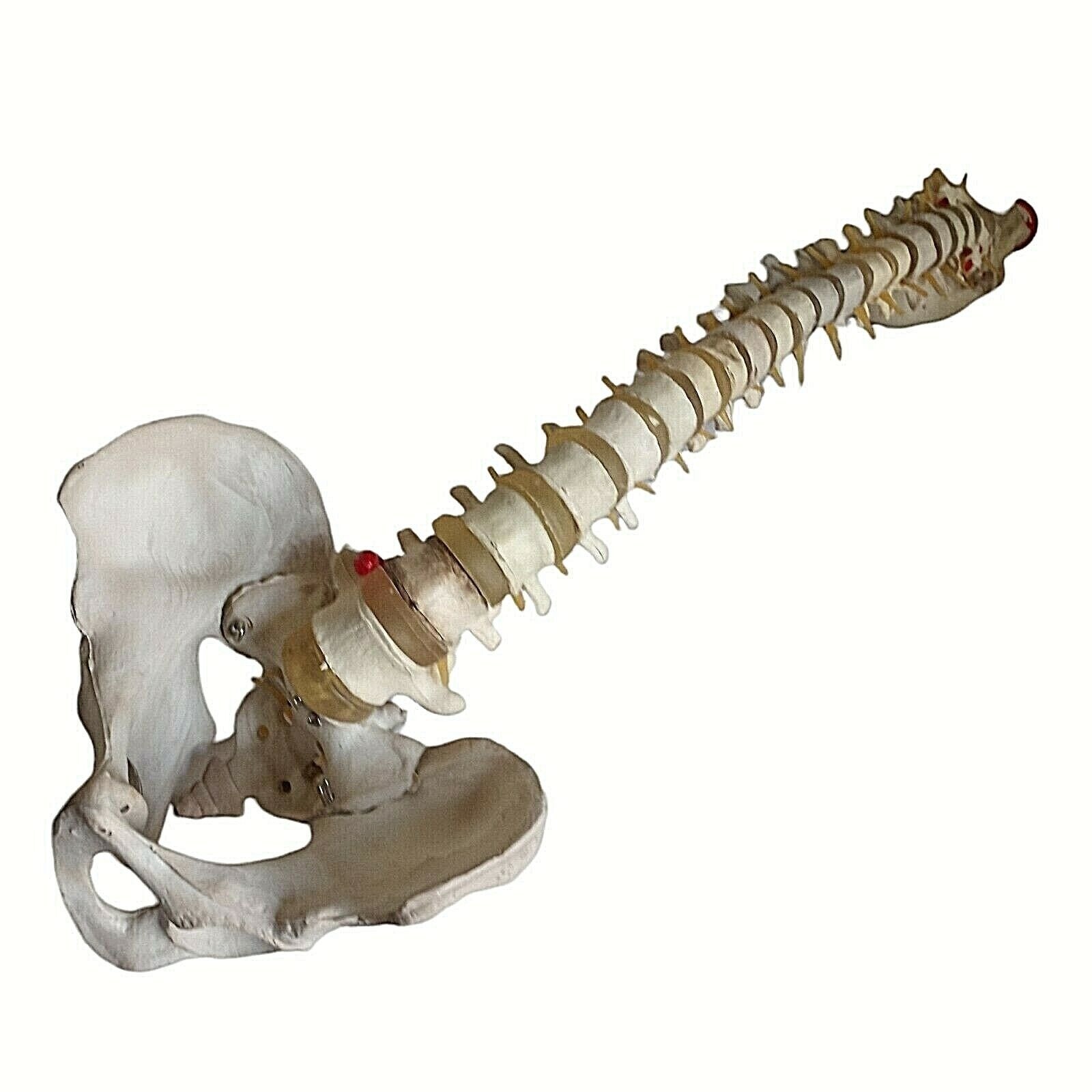 Human Skeleton Spine Life Size Vertebra Column Pelvis Halloween Prop Teaching