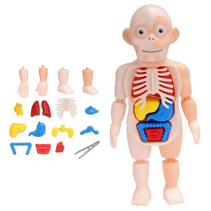 3D Human Body Torso Model for Educational Assembly and Learning Activities