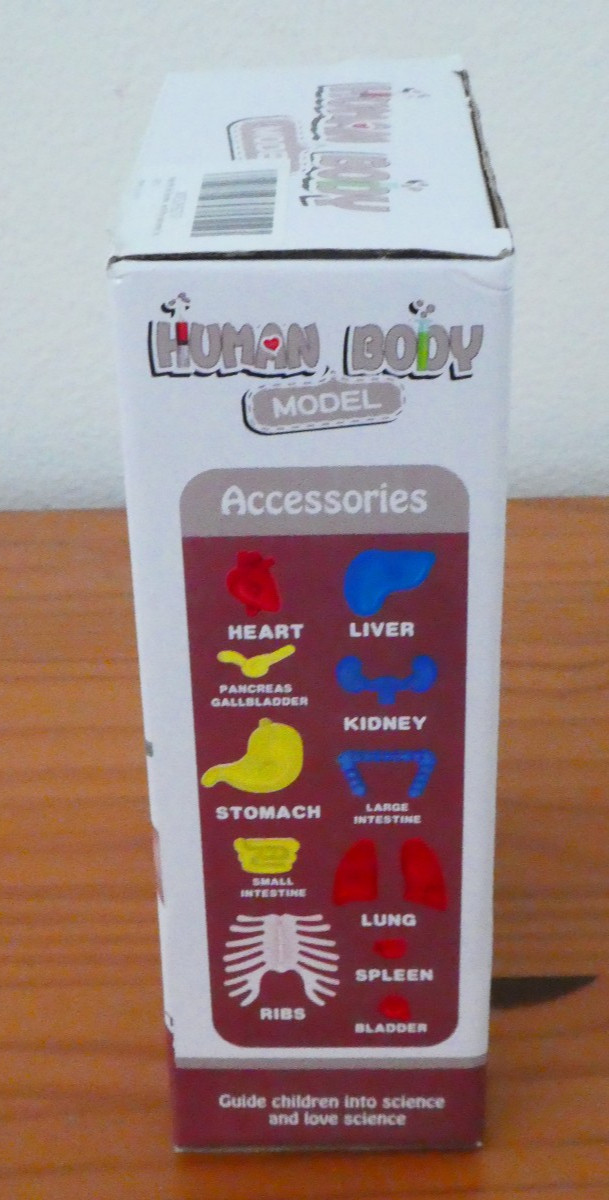 3D Human Body Organ Structure Anatomy Scientific Model Kit Education Toy for Kid