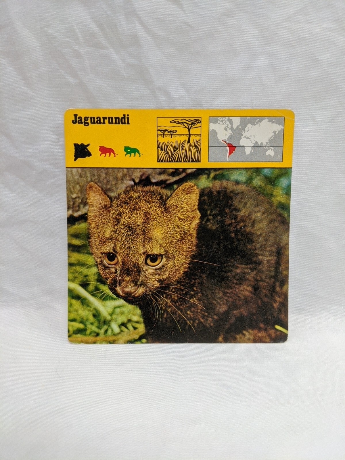 Lot Of (21) 1975 Rencontre Mammals III Education Cards