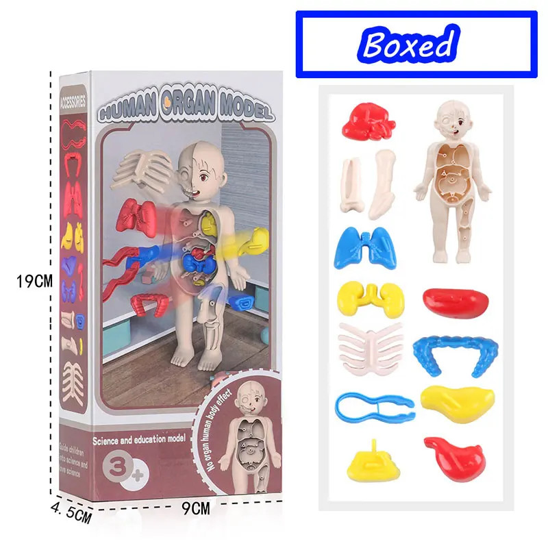 3D Human Body Torso Model – Educational DIY Toy for Kids Learning Fun