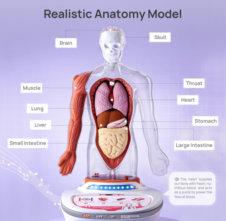Human Body Model Educational Toy for Kid Interactive Human Anatomy Talking Model