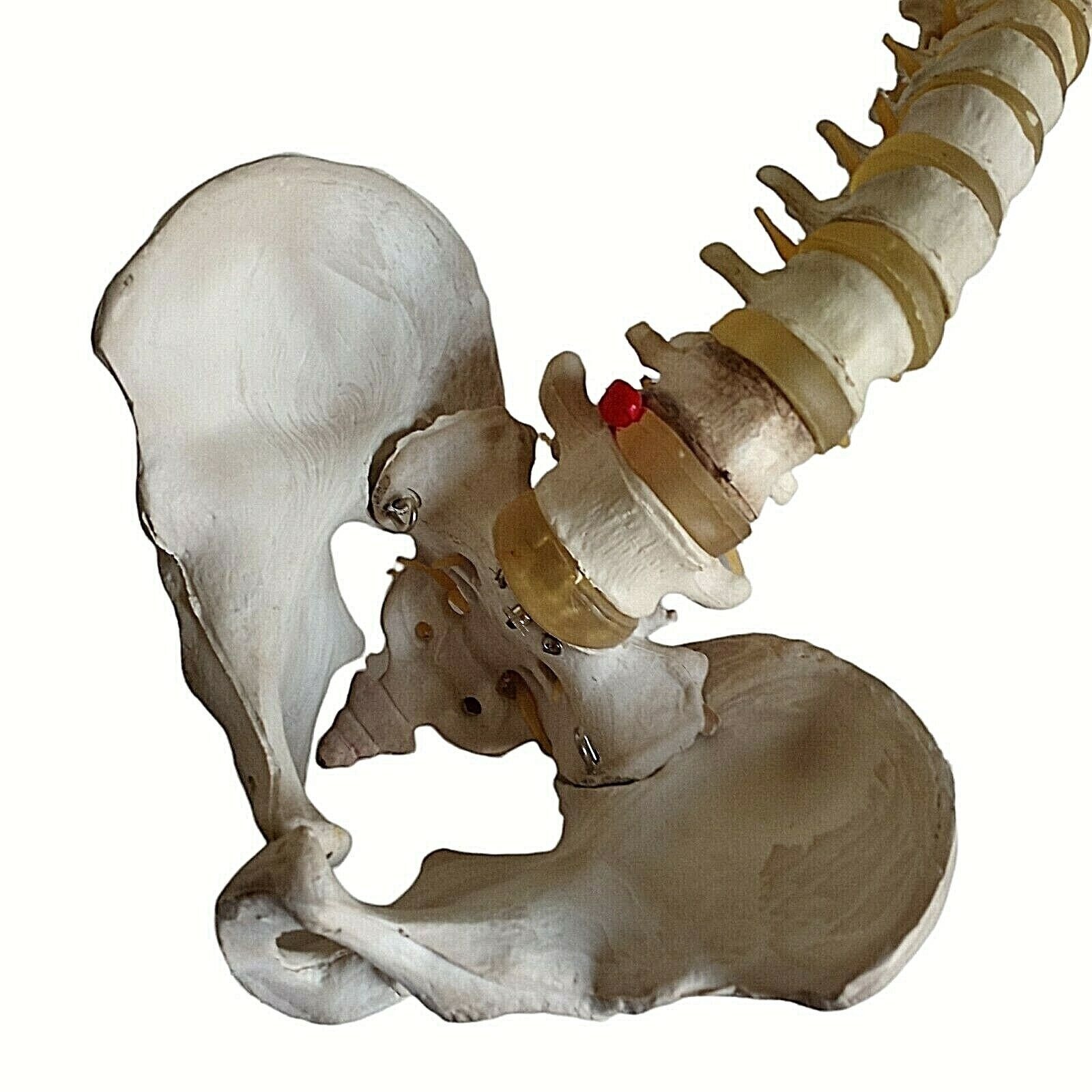 Human Skeleton Spine Life Size Vertebra Column Pelvis Halloween Prop Teaching