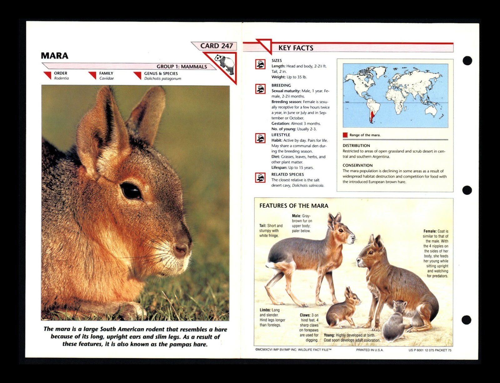 Mara Wildlife Fact File Mammal Animal Card Home School Study 1.247