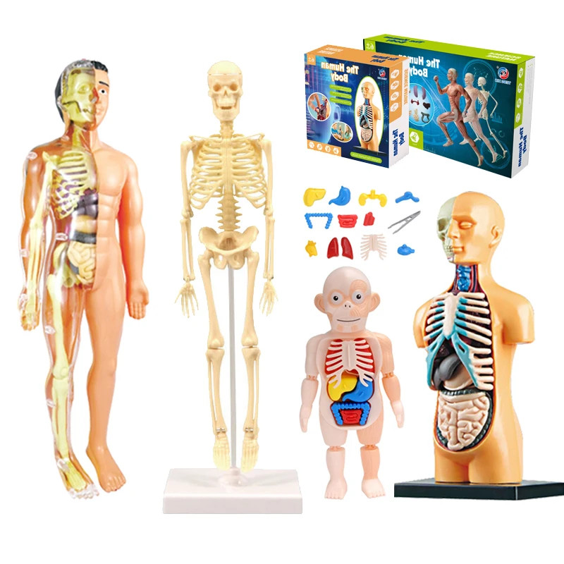 3D Human Body Torso Model – Educational DIY Toy for Kids Learning Fun